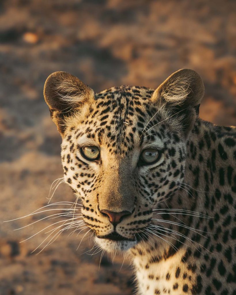 botswana
