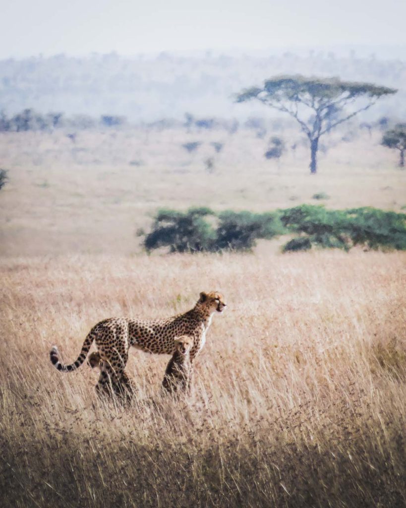 tanzania