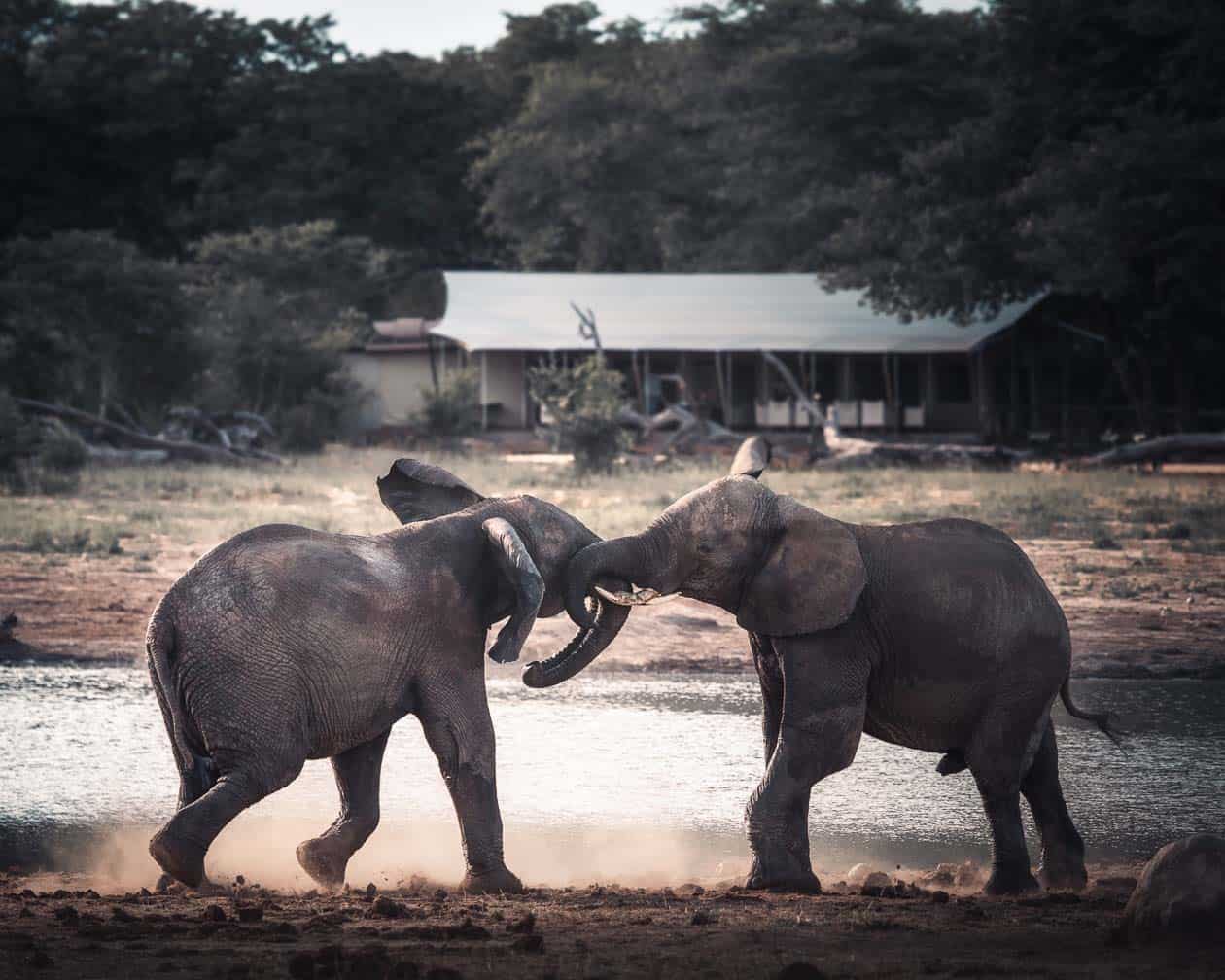 botswana-safari